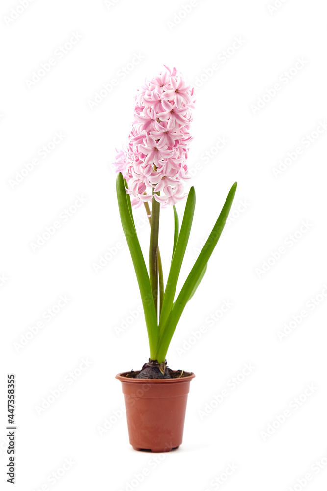 Pink Hyacinth flower in pot isolated white. Potted plant