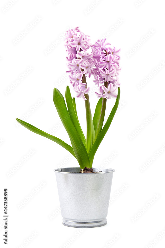 Purple Hyacinth flower in tin pot isolated white background
