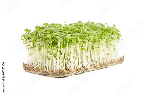 Fresh microgreens isolated on white background. Young arugula shoots