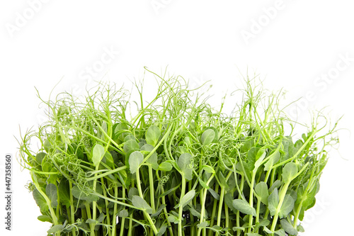 Fresh microgreens isolated on white photo