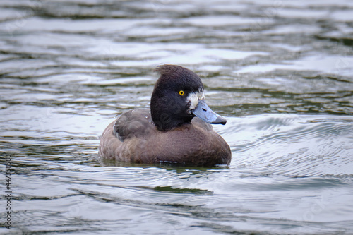 Pato porrón moñudo en el agua photo