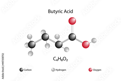 Molecular formula of butyric acid. Chemical structure of butyric acid. photo