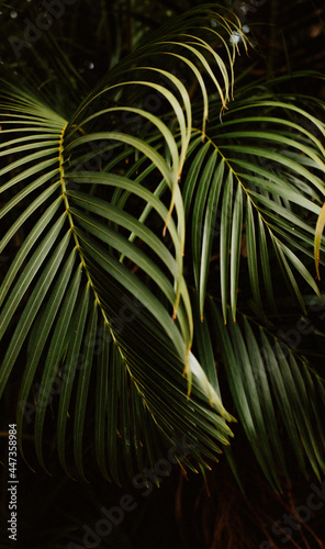 Palm Tree Leaves - Green and Black Contrast Art