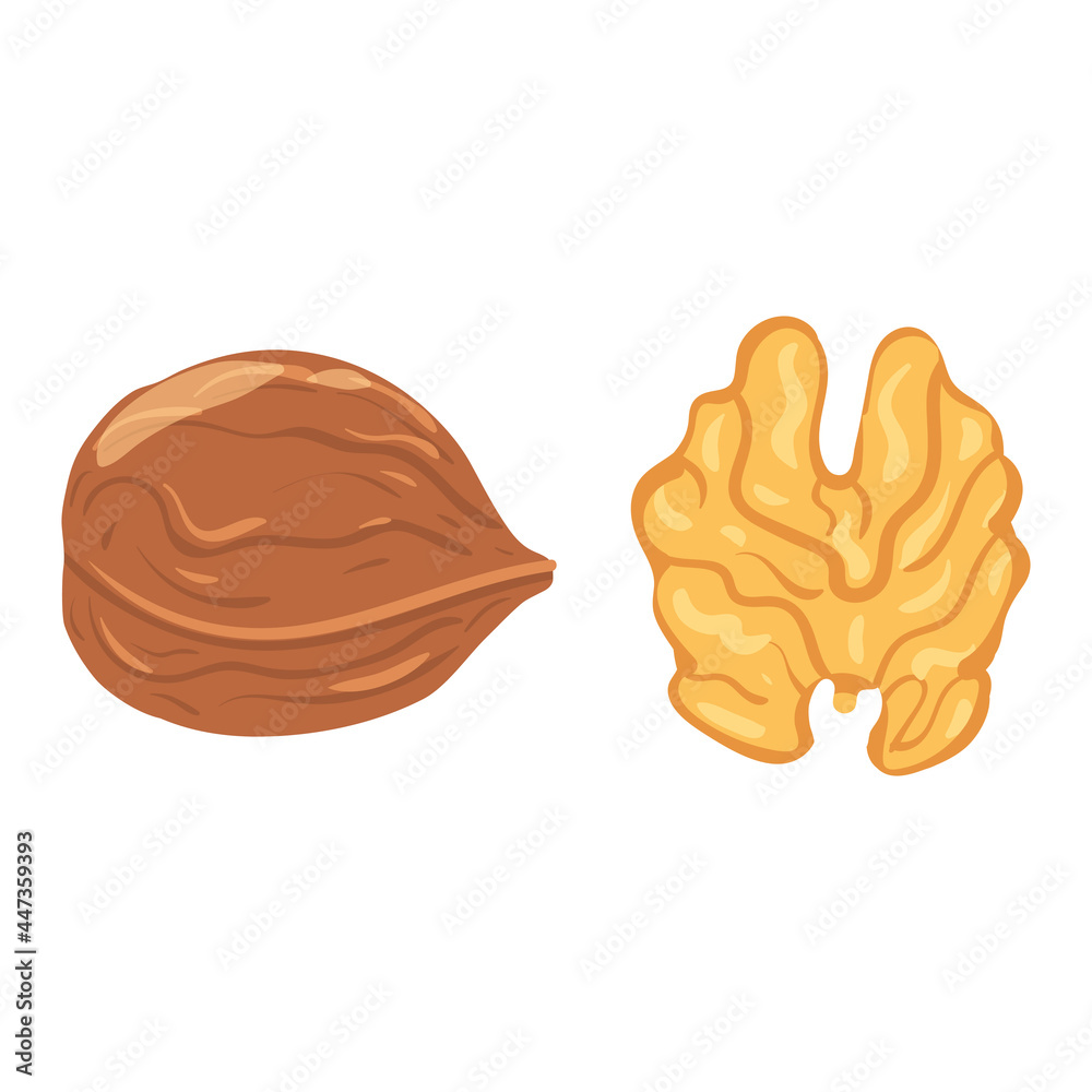 Walnut, natural healthy organic nutrition product, kernel. Vector doodle cartoon flat trendy illustration hand drawn isolated