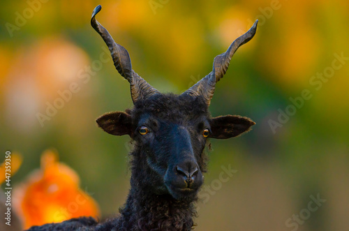 Portrait of a special black goat ram