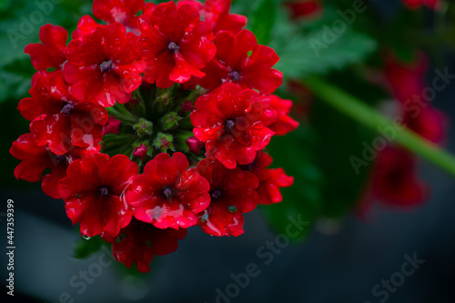 Red Blossom with water Droplets