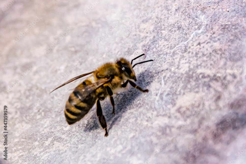 one bee close-up one bee close-up