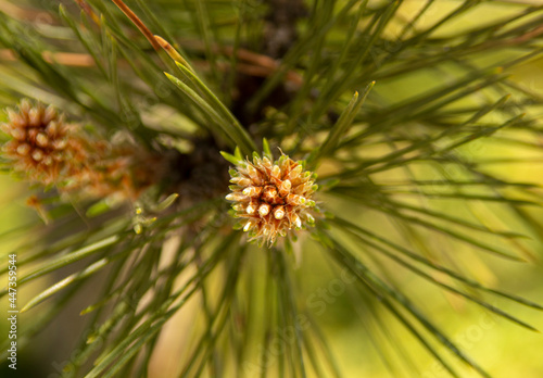 Young cone on the branch