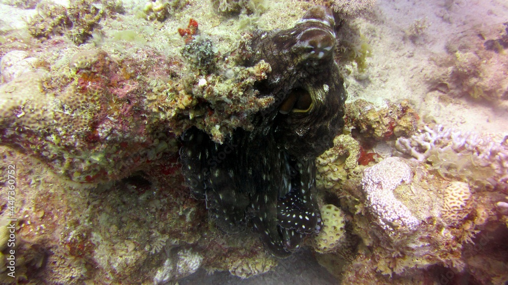 giant moray eel giant moray eel