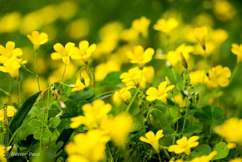 field of flowers