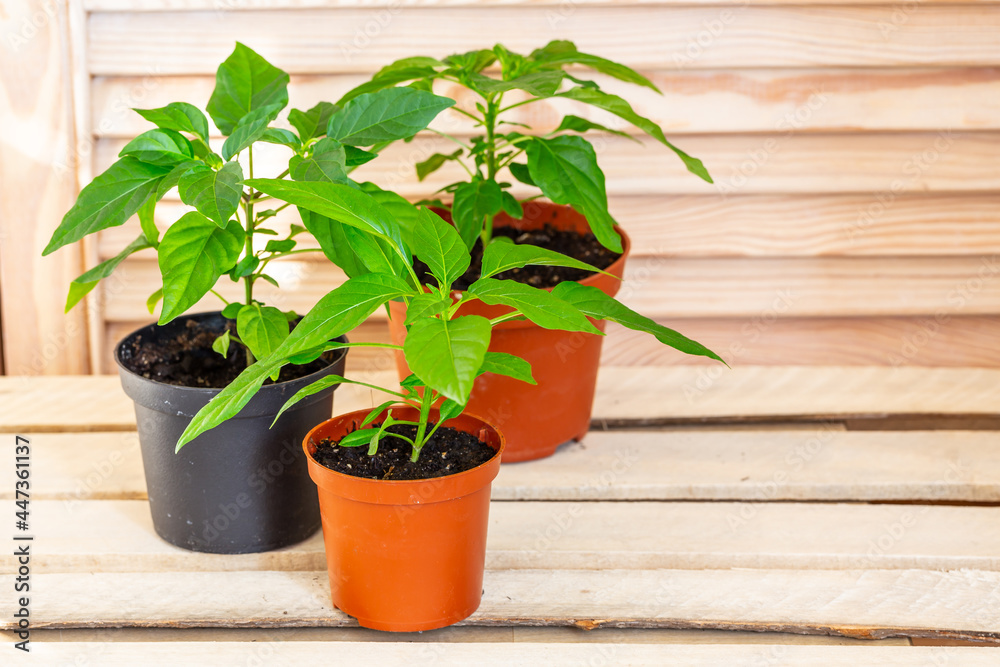 Fototapeta premium Decorative pepper growing up in pots