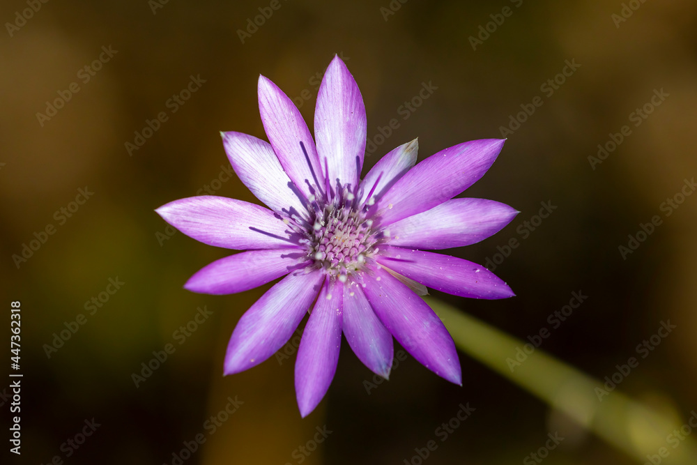 Fototapeta premium Bright purple flower of Immortelle or Annual Everlasting. It's plant from Southern Europe , Western Asia. Xeranthemum annuum is classification name