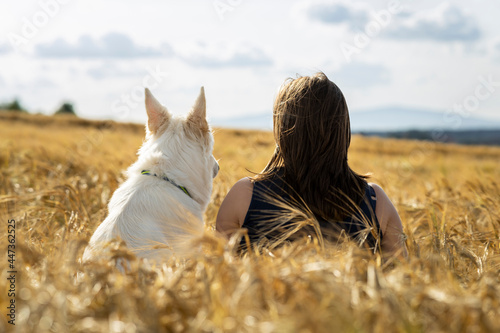 woman and dog white swiss shepherd sitting backwards in the field of wheat photo