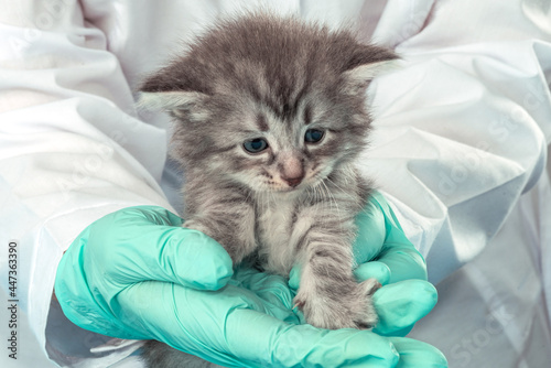 Crop view of caring veterinarian doctor in white wear and blue protective gloves holding a pet kitty in the clinic