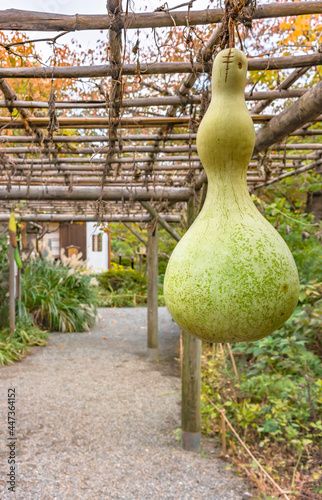 Closeup on a Japanese Calabash also known as bottle gourd,white-flowered gourd,long melon or birdhouse gourd below the pergola of the Mukojima-Hyakkaen Gardens. photo