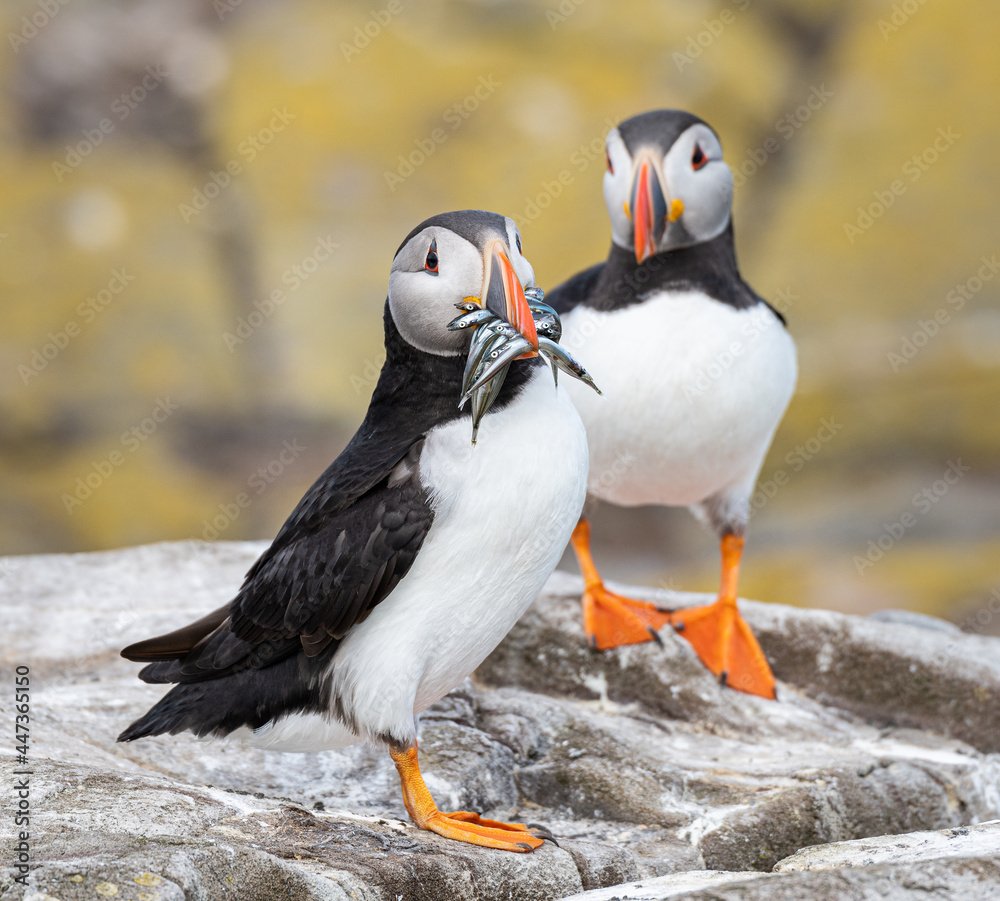 Fototapeta premium Puffins on the ground on Inner Farne Lsland in the Farne Islands, Northumberland, England