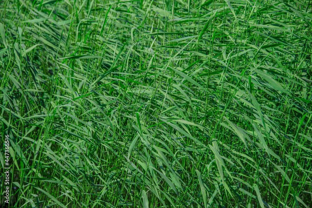 Background image: thickets of green sedge near the coast Background image: thickets of green sedge near the coast