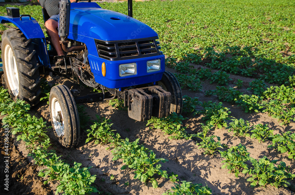 Tractor is driving across field. Potato plantation. Young potatoes bushes. Agroindustry and agribusiness. Field work cultivation. Farm machinery. Soil quality improvement. Plowing and loosening ground Tractor is driving across field. Potato plantation. Young potatoes bushes. Agroindustry and agribusiness. Field work cultivation. Farm machinery. Soil quality improvement. Plowing and loosening ground