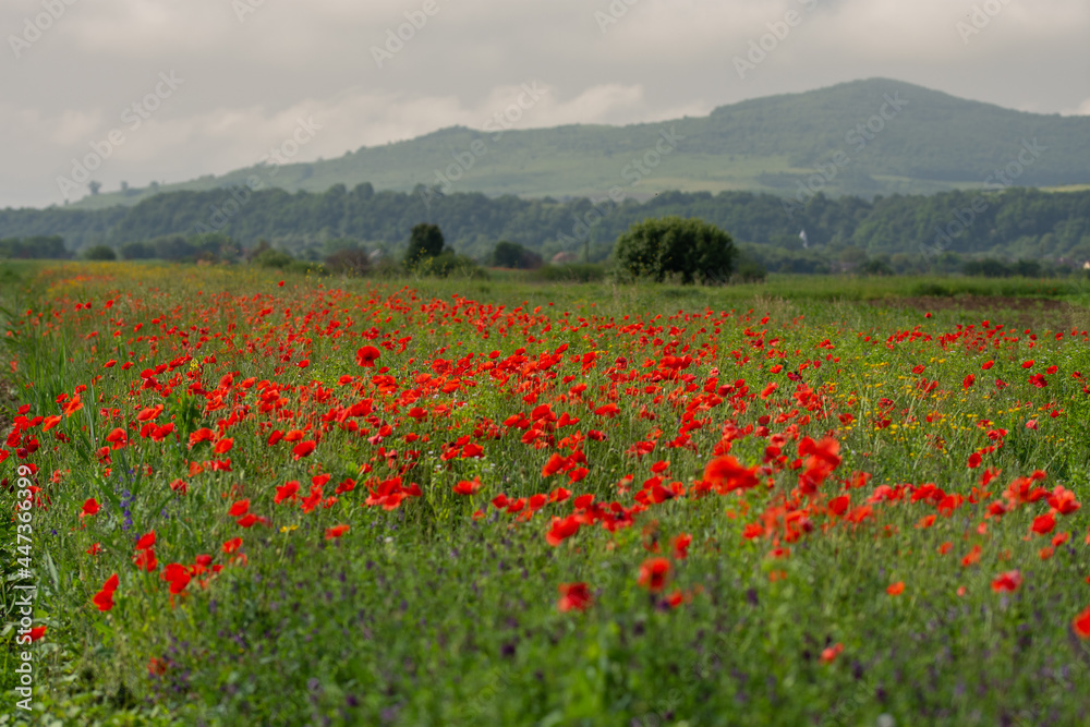 Field with poppies in Cristur, Sieu, Bistrita, Romania, 2020