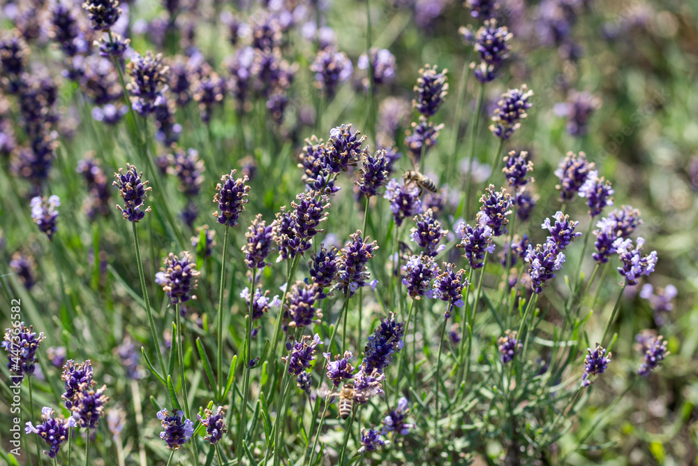 Obraz premium lavender field in Romania,Bistrita