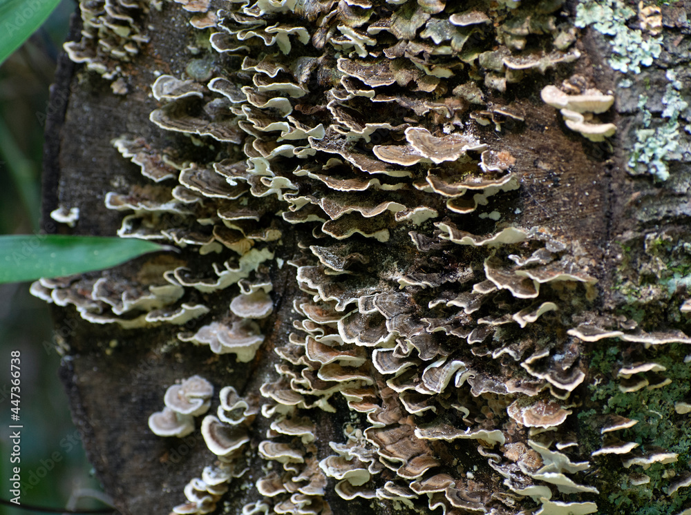 Close up of fungus growing on a stump.