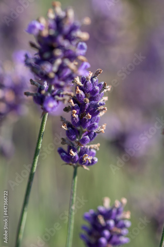 lavender thread in the middle of a lavender field  in Romania Bistrita