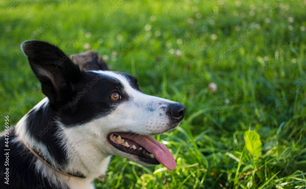 border collie dog spring portrait walking in green fields