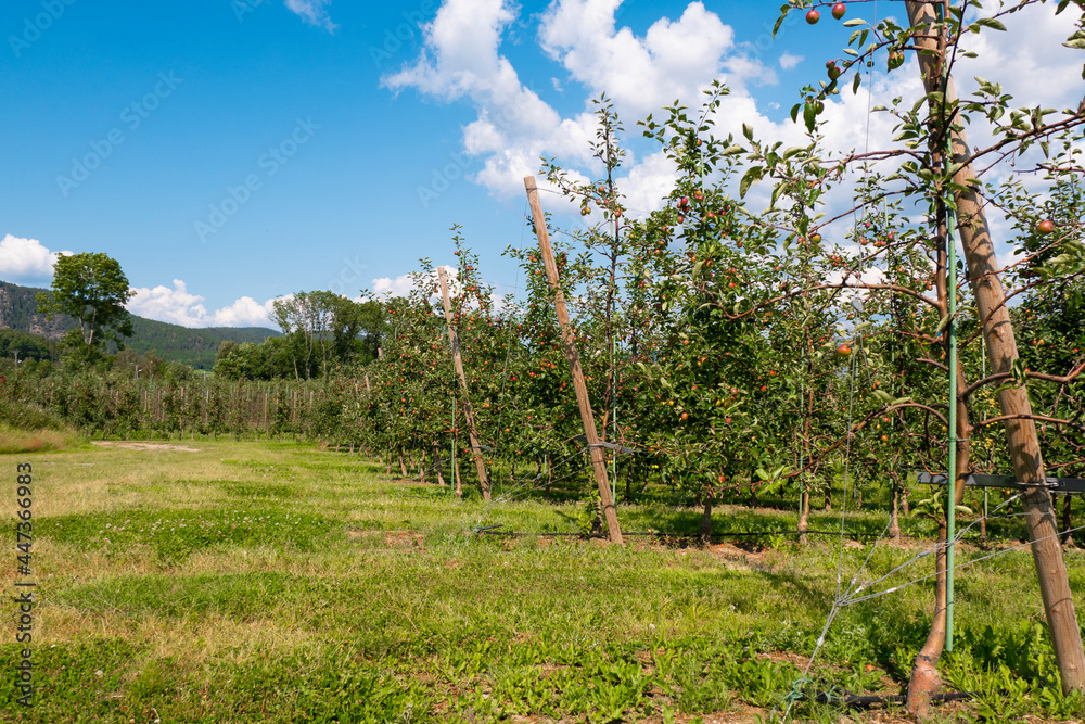 Fototapeta premium apple trees garden