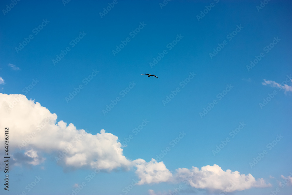 A blue sky with picturesque curly white clouds. A silhouette of a soaring seagull bird over a sea. Daydreaming, freedom, flight, summer concept. Fresh air. Place for text. Minimalistic background.