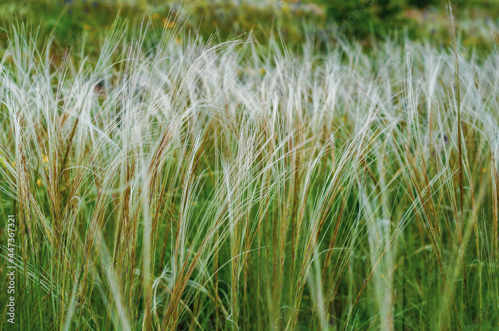 Summer background from field tall grass feather grass. Steppe plant Stipa close-up, nature outdoors