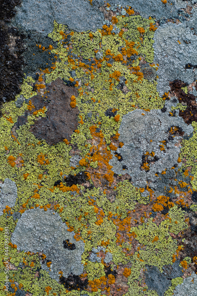 Background with granite stone overgrown with various moss and lichen. Outdoors nature