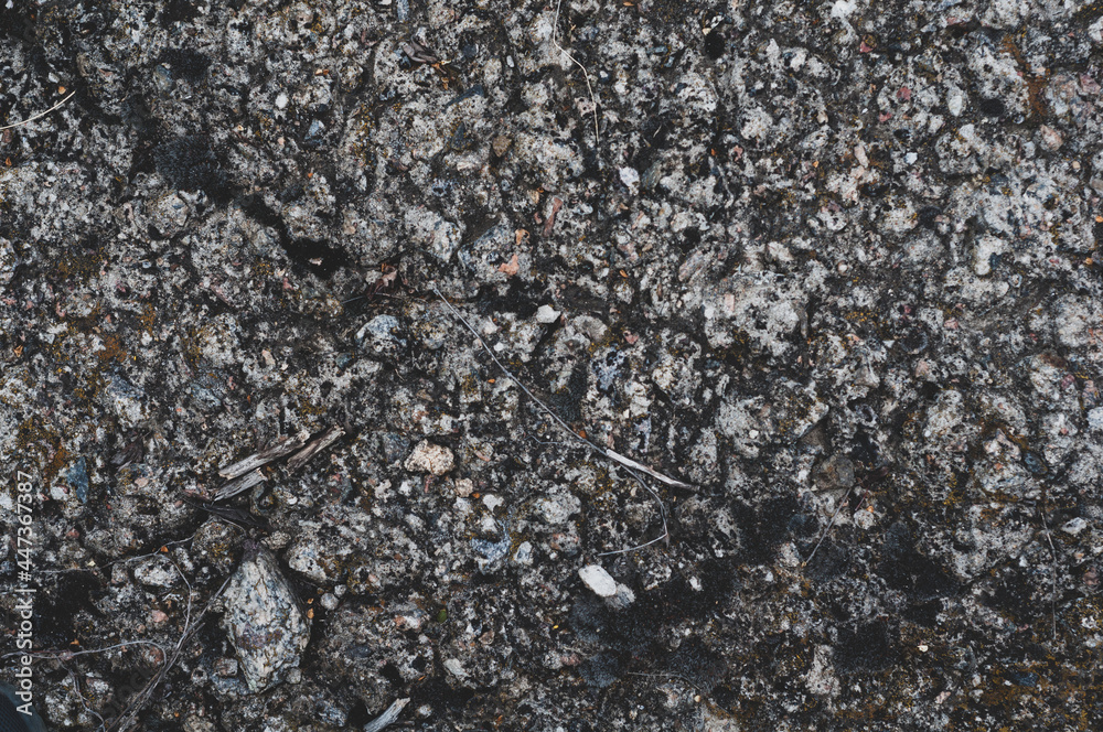 A variety moss and lichens growing close-up on granite stone. Outdoors nature.