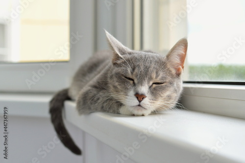 Cat taking a nap on a windowsill © knickknack