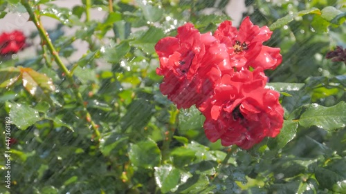 Slow motion - water drops falling down: process of watering beautiful blooming flowers - red roses at park, garden - close up view. Gardening, blooming, nature, floral and decoration concept photo