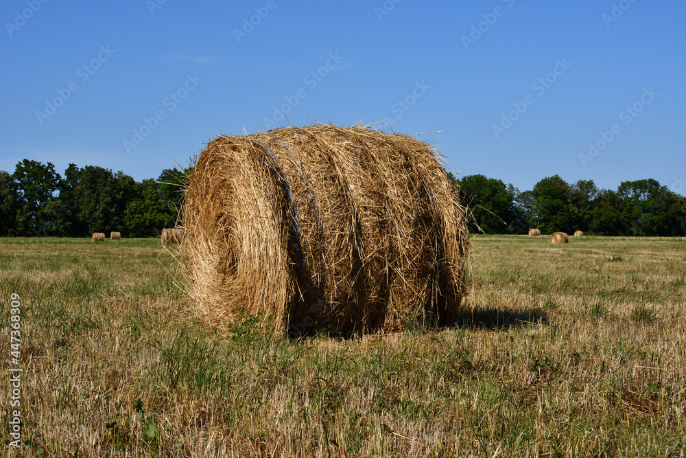Closeup of a hay bale in a meadow after mowing under a clear blue sky in direct sunlight on a sultry summer day.