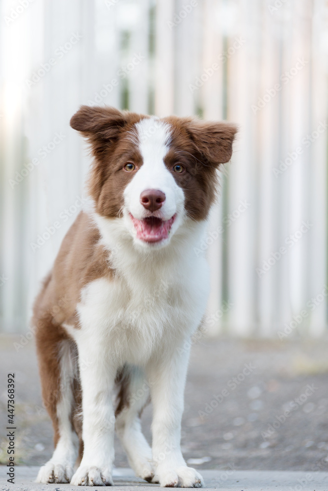 Adorable Border Collie puppy sitting on the ground. Four months old fluffy puppy in the park.