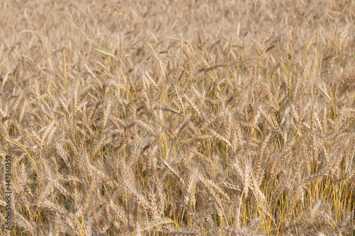 Golden Wheat Field with ripe ears of corn © parovysh