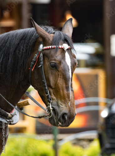 close up of a horse, horse in city, Zakopane , Poland © Robert