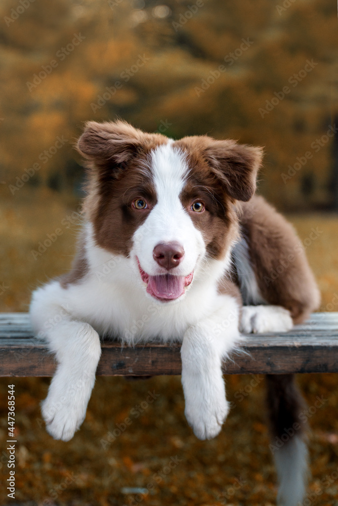 Adorable Border Collie puppy sitting on the ground. Four months old fluffy puppy in the park.