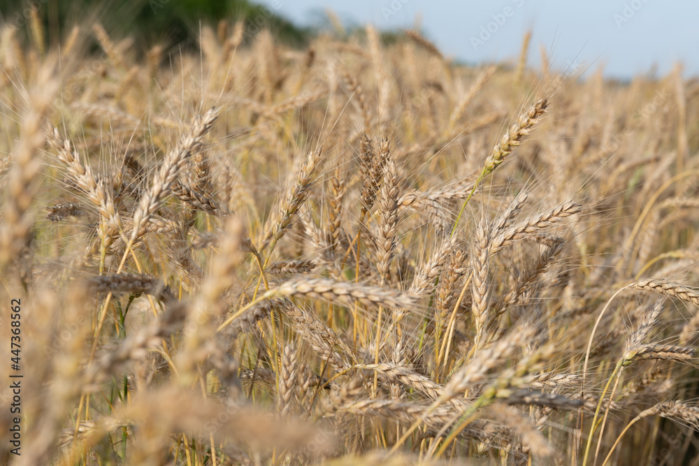 Golden Wheat Field with ripe ears of corn Golden Wheat Field with ripe ears of corn