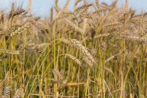 Golden Wheat Field with ripe ears of corn