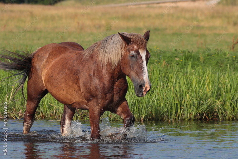wild Polish horse on the meadow in the pond, free-range horse, horse without a bridle and saddle, brown horse, horse in a wild field, horse's mane in the wind, horse in the water wild Polish horse on the meadow in the pond, free-range horse, horse without a bridle and saddle, brown horse, horse in a wild field, horse's mane in the wind, horse in the water
