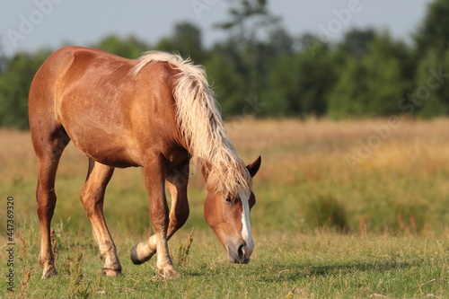 horse grazing in the field