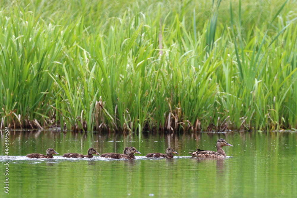 duck with brood on the lake, animals family duck with brood on the lake, animals family