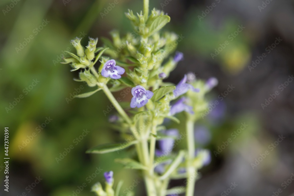 Flower of a basil thyme, Clinopodium acinos Flower of a basil thyme, Clinopodium acinos