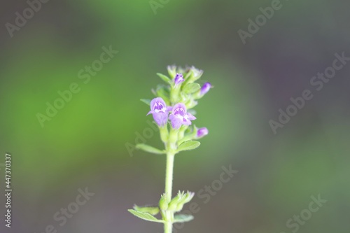 Flower of a basil thyme, Clinopodium acinos © ChrWeiss
