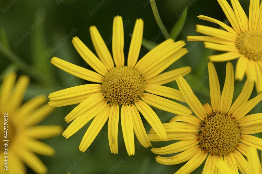 Flower of an oxe eye, Buphthalmum salicifolium Flower of an oxe eye, Buphthalmum salicifolium