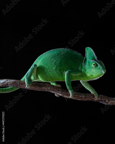 Green chameleon on a branch on a black background