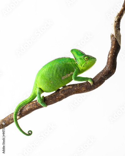 Green chameleon on a branch. Isolated on a white background.