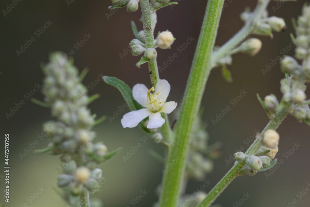 Flower of the common mullein, Verbascum lychnitis Flower of the common mullein, Verbascum lychnitis